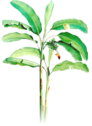 banana_tree-2